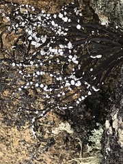 Roccella canariensis