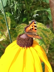 Aglais urticae