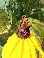 Aglais urticae