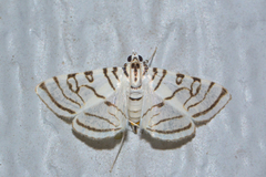 Conchylodes concinnalis