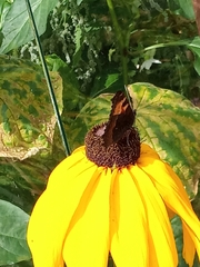 Aglais urticae