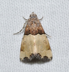 Cobubatha dividua