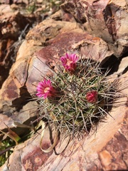 Mammillaria wagneriana