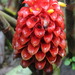 Indonesian Wax Ginger - Photo (c) pablogalan, some rights reserved (CC BY-NC), uploaded by pablogalan