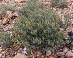 Pelargonium laevigatum laevigatum