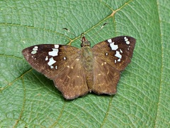 Celaenorrhinus similis