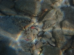 Torquigener flavimaculosus