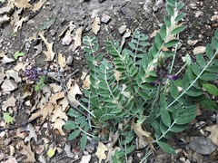 Astragalus mollissimus