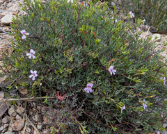Pelargonium laevigatum laevigatum