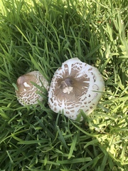 Chlorophyllum molybdites