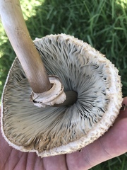 Chlorophyllum molybdites