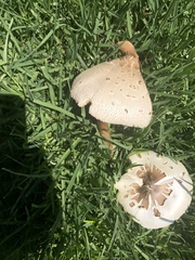Chlorophyllum molybdites