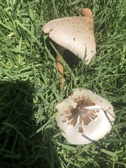 Chlorophyllum molybdites