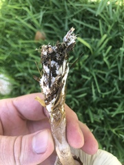 Chlorophyllum molybdites