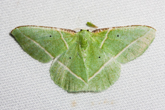 Dichorda illustraria