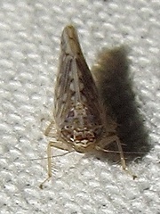 Osbornellus clarus