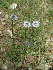 Globularia bisnagarica