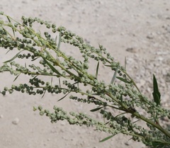 Chenopodium striatiforme