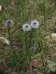 Globularia bisnagarica