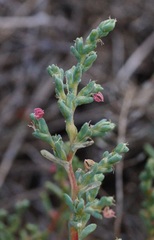 Petrosimonia oppositifolia