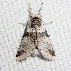 Furcula scolopendrina