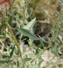 Chenopodium striatiforme