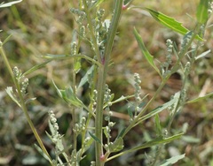 Chenopodium striatiforme