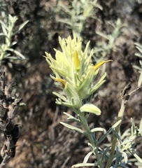 Castilleja grisea