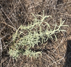 Castilleja grisea