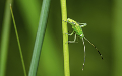 Adelphocoris quadripunctatus
