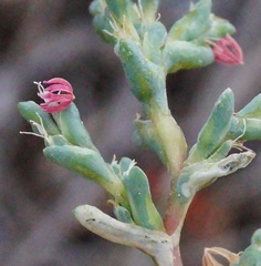 Petrosimonia oppositifolia