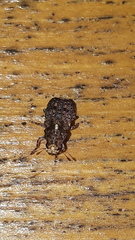 Dissoleucas niveirostris