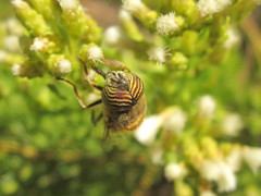 Eristalinus taeniops