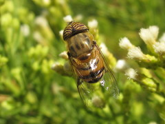 Eristalinus taeniops