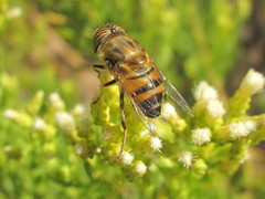 Eristalinus taeniops