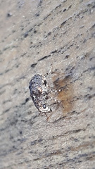 Dissoleucas niveirostris