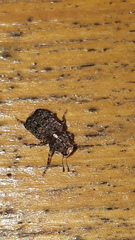 Dissoleucas niveirostris