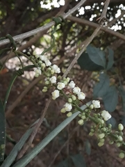 Serjania lethalis