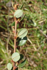 Ceanothus megacarpus megacarpus