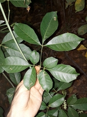 Serjania lethalis