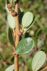 Ceanothus megacarpus megacarpus