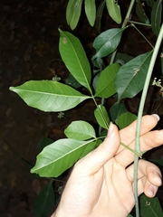 Serjania lethalis