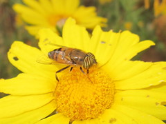 Eristalinus taeniops