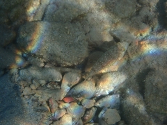 Torquigener flavimaculosus