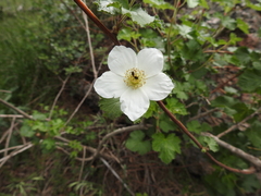 Rubus deliciosus