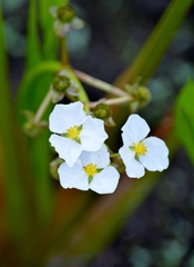 Sagittaria