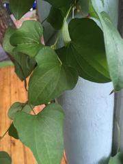 Dioscorea japonica