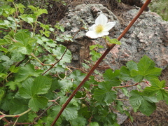 Rubus deliciosus