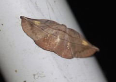 Xenomusa metallica