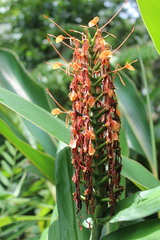 Hedychium coccineum